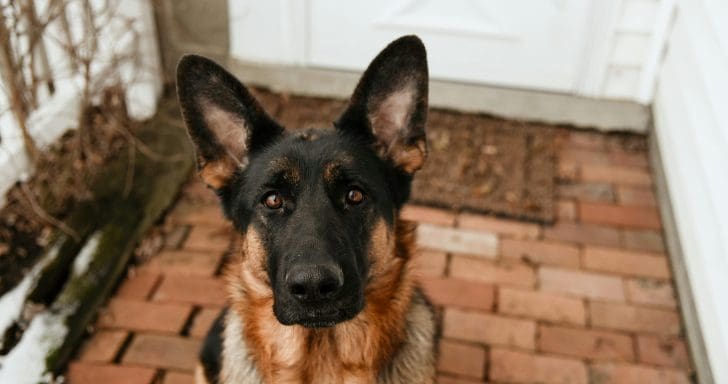 Sweet Puppy Knocks On Door And Rings Doorbell When He Wants To Come Back Inside