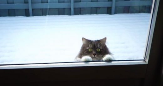 Family Cat Loves To Play Out In The Snow