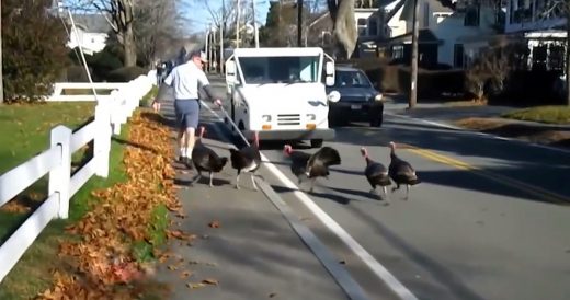 Unfortunate Mailman Gets Chased By Wild Turkeys Every Single Day