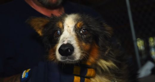 Abused Dog Had No Hope For A Better Life, But Watch What Happens When He’s Res...