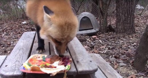 Fox Squeals In Excitement As He Devours Holiday Meal, And We Can All Relate