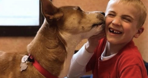 7-Year-Old Boy Saves Over 1,300 Dogs And Has No Plans To Stop