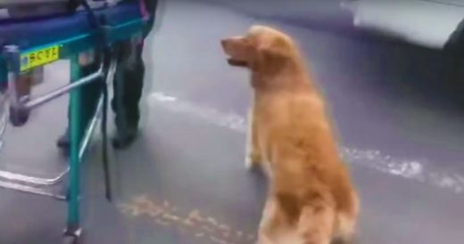 Dog Doesn’t Leave Owner’s Side And Rides Ambulance To Hospital