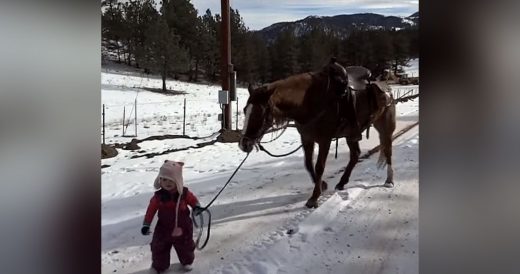 Toddler Stuck In Snow While Walking Horse, Watch What The Animal Does To Help He...