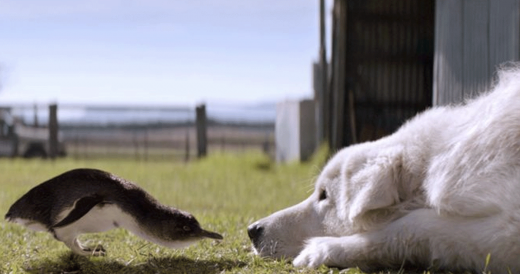 Fluffy Dog Defends Penguins From Death