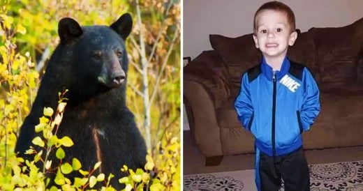 Missing 3-Year-Old Boy Says He Hung Out With A Bear For 2 Days