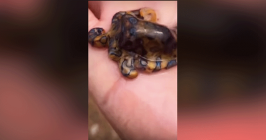 Clueless Tourist Almost Dies When He Picks Up Cute Blue-Ringed Octopus