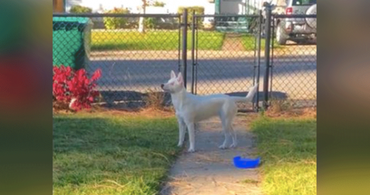 Deaf and Blind Dog Senses Dad’s Arrival And It Makes For A Heartfelt Reunion