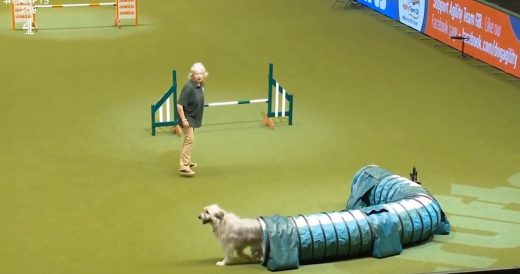 Rescue Dog Hysterically Fails Agility Challenge, But He Makes The Audience Smile