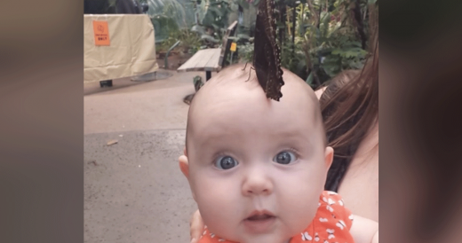 Baby Girl Makes New Friend When A Giant Blue Butterfly Lands On Her Head