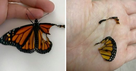 Butterfly Gets A New Lease On Life When Woman Repairs Its Broken Wing