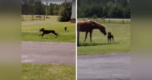 Loving Dog Brings Carrot To Hungry Horse