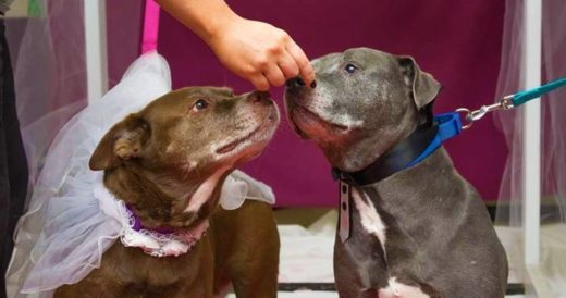 Senior Dogs Get Married So They Can Get Adopted Together