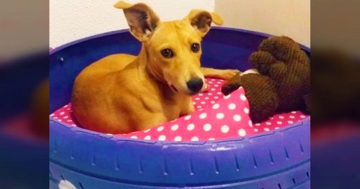 Man Makes New Beds For Puppies Out Of Used Tires Found In The Streets