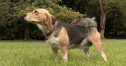 Beagle Mom Adopts Possum After She Loses Her Litter Of Puppies At Birth