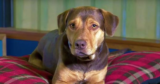 Homeless Dog Becomes A Hollywood Movie Star