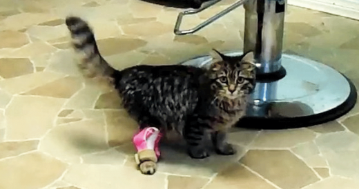 2 Brothers Use 3D Printer To Make Braces For Kitty’s Wobbly Legs