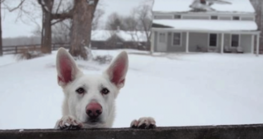 Beautiful Short Film Shows How Dogs And Cats Savor Every Moment Spent With Us