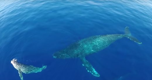 Man Sits In Tiny Boat As Dolphins And Whales Stampede Around Him