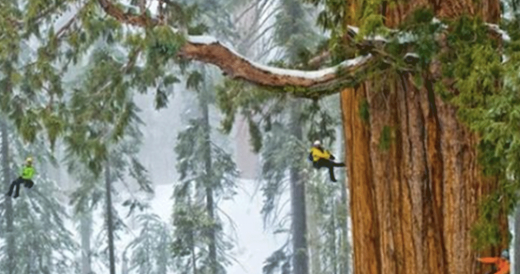 World’s Oldest Tree Was Too Big To Fit In One Picture, Up Until Now