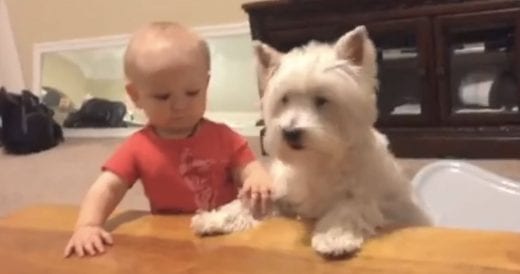 Dog And Baby Are Eyeing Same Piece Of Chicken, Then Boy’s Intentions Are Clear