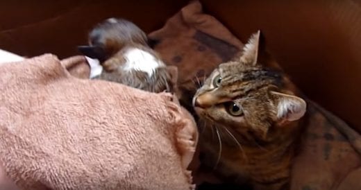 Selfless Momma Cat Accepts Newborn Puppy Into Her Litter Of Kittens