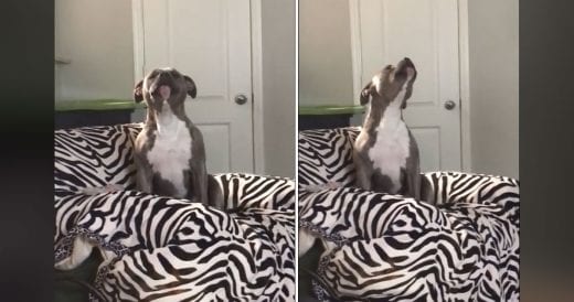 Adorable Pit Bull Sings Along To “Tennessee Whiskey,” Making The Crowd Laugh