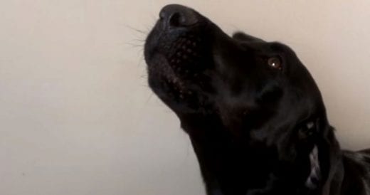 Adorable Pup Is Fast Asleep, But Then His Favorite Childhood Song Comes On