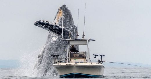 Man Is Fishing When Giant Humpback Whale Jumps Out Of Ocean Right Beside Boat