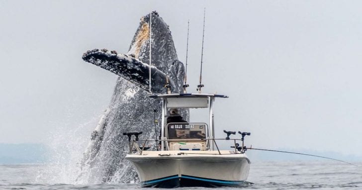 Man Is Fishing When Giant Humpback Whale Jumps Out Of Ocean Right ...