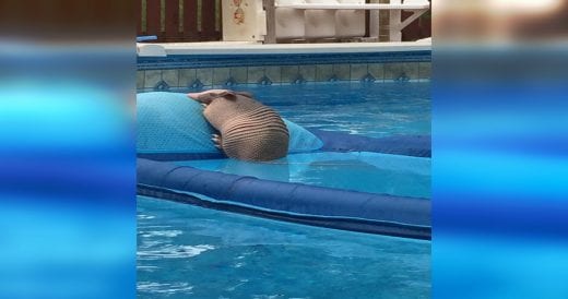 Armadillo Relaxes In Woman’s Pool And Is In No Hurry To Leave