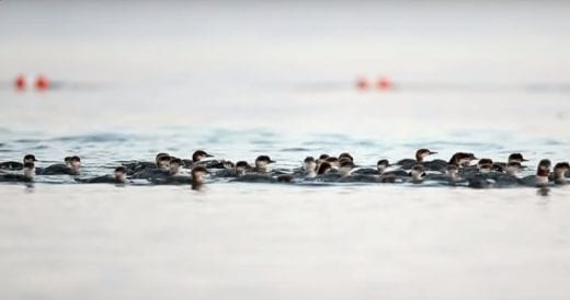 Momma Duck Successfully Leads 76 Ducklings Across A Pond