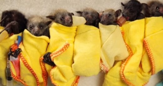 Rescuers Save Baby Bats And Swaddle Them Like Tiny Burritos