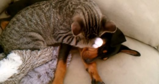 Cat Cares For Sick Puppy After Waiting All Day For Him To Come Home