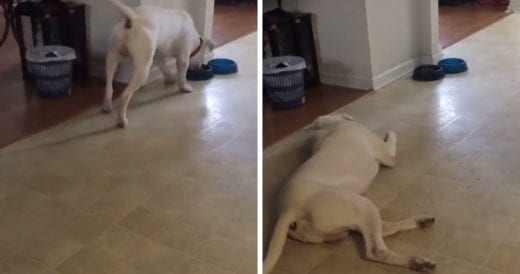 Dog Throws Tantrum When His Owner Refuses To Give Him Gravy