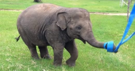 Joyful Baby Elephant Has Time Of Her Life Playing With Ribbon