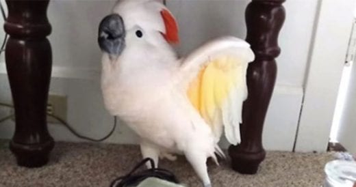 Cockatoo Figures He’s Going To Vet And Instantly Throws Hilarious Tantrum