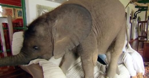 Curious Baby Elephant Follows His Rescuer Everywhere, That Includes The Couch