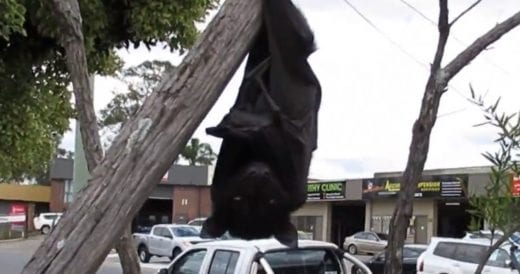 Orphaned Baby Bat Cries Out Loud Until She Gets Rescued