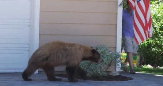 Bear Is Walking Across Driveway, Then He Comes Face-To-Face With A Human