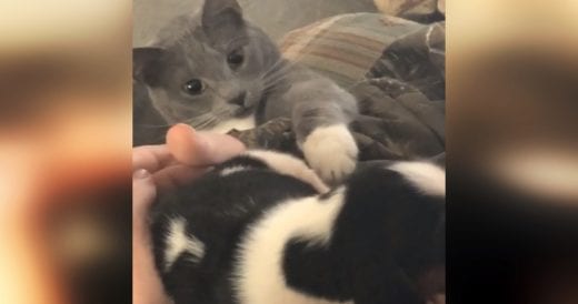 Owner Brings 4-Week-Old Puppy Home, House Cat Is Curious And Moves Closer