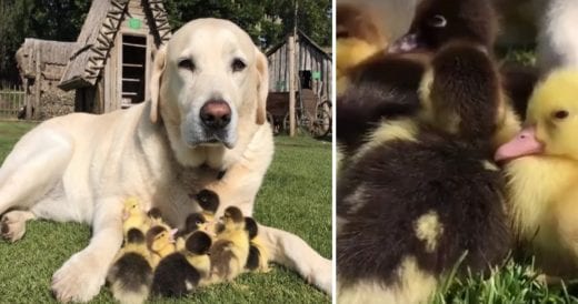 Loving Labrador Adopts 9 Abandoned Baby Ducklings And Becomes Full-Time Dad