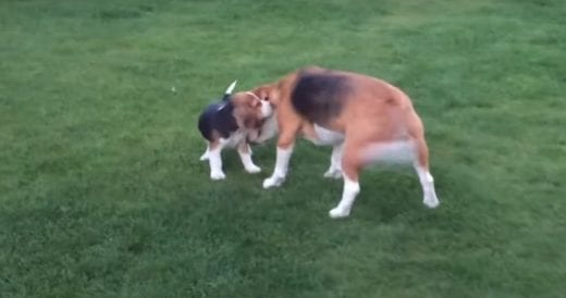 Beagle Can’t Contain His Excitement To See Baby Sister, So Mom Opens The Door