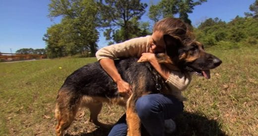 Stray German Shepherd Saves Struggling Woman Trapped Under Car