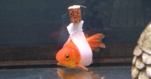 Man Makes Wheelchair For His Disabled Goldfish Who Can’t Swim Upright