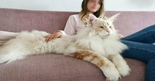 Giant Maine Coon Cat Is Over 3 Feet Tall And Cat Lovers Are Obsessed With Him