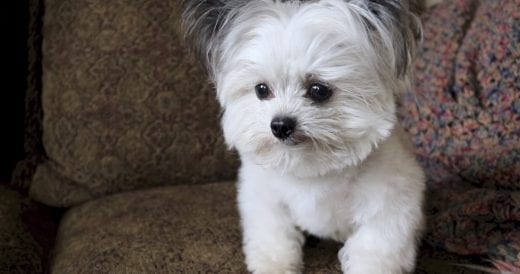 Tiny Pup Has Hilarious Comeback When Mom Gives Him A Second Treat