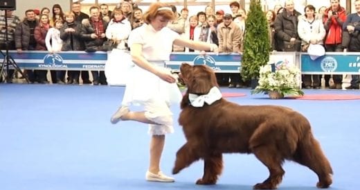 Woman Performs Elegant Dance Routine With Big Newfoundland Dog