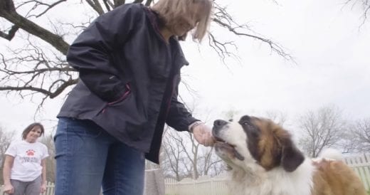 Abandoned 2-Year-Old Saint Bernard Finally Gets A Forever Home