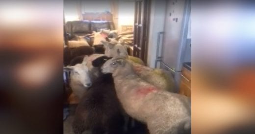 Sheepdog Puppy Leads A Whole Herd Of Sheep Into Farmer’s Living Room